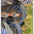Perlicka supi / Vulturine Guineafowl
