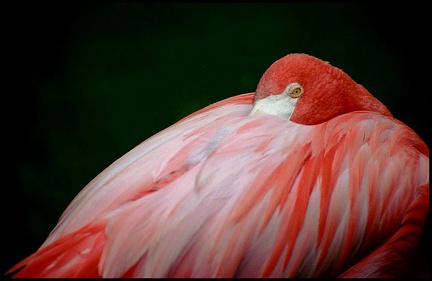 Plame&#328;?ci / Flamingos