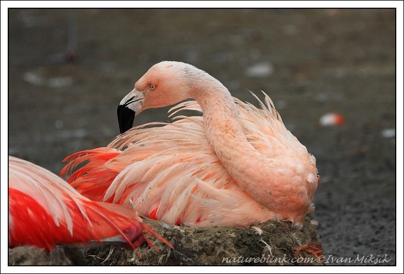 Plame&#328;?k / Flamingo