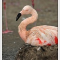 Plame&#328;?k / Flamingo
