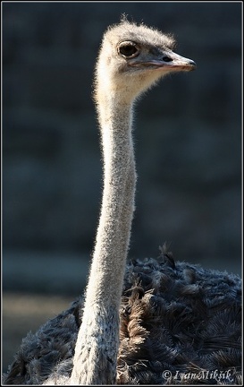 P?tros dvouprst? / Ostrich