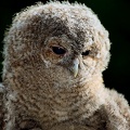 Pu?t?k obecn? / Tawny Owl