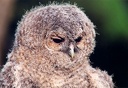 Pu?t?k obecn? / Tawny Owl