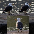Racek zlutonohy / Lesser black-backed gull
