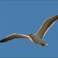 Racek bělohlav? (středomořsk?) atlantsk? / Atlantic Yellow-legged Gull