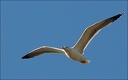Racek b&#283;lohlav? (st&#345;edomo&#345;sk?) atlantsk? / Atlantic Yellow-legged Gull