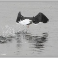 Racek morsky / Great Black-backed Gull