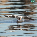 Racek chechtavý / Black-headed Gull