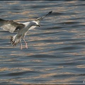 Racek bělohlav? / Yellow-legged Gull
