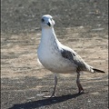 Racek bělohlav? (středomořsk?) atlantsk? / Atlantic Yellow-legged Gull
