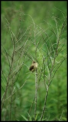 Rakosnik zpevny / Marsh Warbler