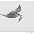 Common Tern / Ryb?k obecn?