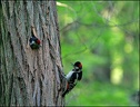 Strakapoud velky / Great Spotted Woodpecker