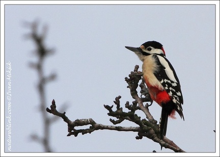Strakapoud velky / Great Spotted Woodpecker