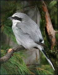 Tuhyk sedy / Northern Great Grey Shrike