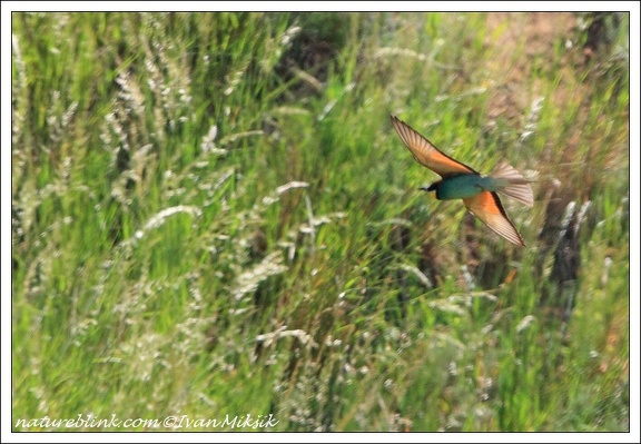 Vlha pestr? / Bee-eater
