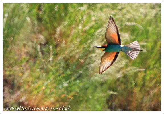 Vlha pestr? / Bee-eater