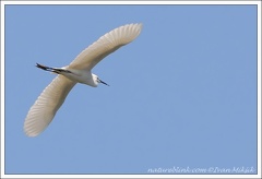 Volavka stribrita / Little Egret