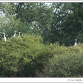 Volavka bila / Great White Egret