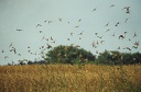 Vrabec polni /Tree Sparrow