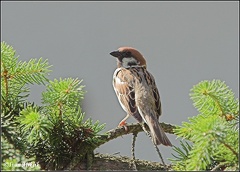 Vrabec polni /Tree Sparrow
