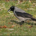Vrana obecna seda / Hooded Crow