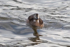 Hoholka ledni / Long-tailed Duck