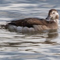 Hoholka ledni / Long-tailed Duck