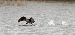 Kormoran velky / Great Cormorant