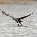Kormoran velky / Great Cormorant