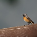 Rehek zahradni / Common Redstart