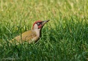 Zluna zelena / European green woodpecker