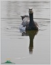 Barnacle Goose / Berneska belolici