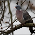 Holub hrivnac / Wood Pigeon
