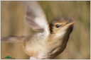 Marsh Warbler / Rakosnik zpevny