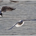 Black-headed Gull / Racek chechtavy