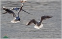 Black-headed Gull / Racek chechtavy