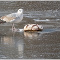 Caspian Gull / Racek belohlavy