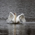 Mute Swan / Labut velka