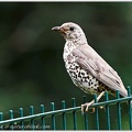 Drozd zpevny / Song Thrush