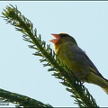 Zvonek zeleny / Greenfinch