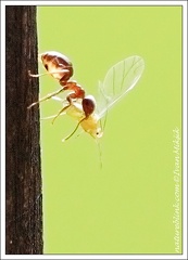 Mravenec / Ant