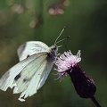 B&#283;l?sek zeln? / Large White Butterfly