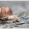 snail_3343.jpg