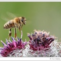 Včela medonosn? / Honey Bee