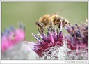Apis mellifera - Včela medonosn