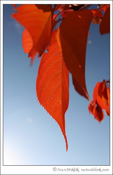 autumn_1521.jpg