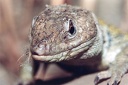 Reptilia - Plazi