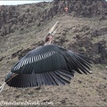 Marabu africký / Marabou Stork