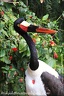 Cap sedlaty / Saddle-billed Stork